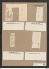 Navicula stuxbergii Cleve (de-Toni-Nr.: Genus 1, Species 386) Zeichnungen Sammlung Grunow Nr. 867 (NHMW-BOT-W0367318)
